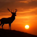 Deer at sunset looking at the horizon symbolising the etymology of Irish animal names