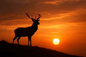 Etymology of Irish Animal Names: Myth & Language Revealed