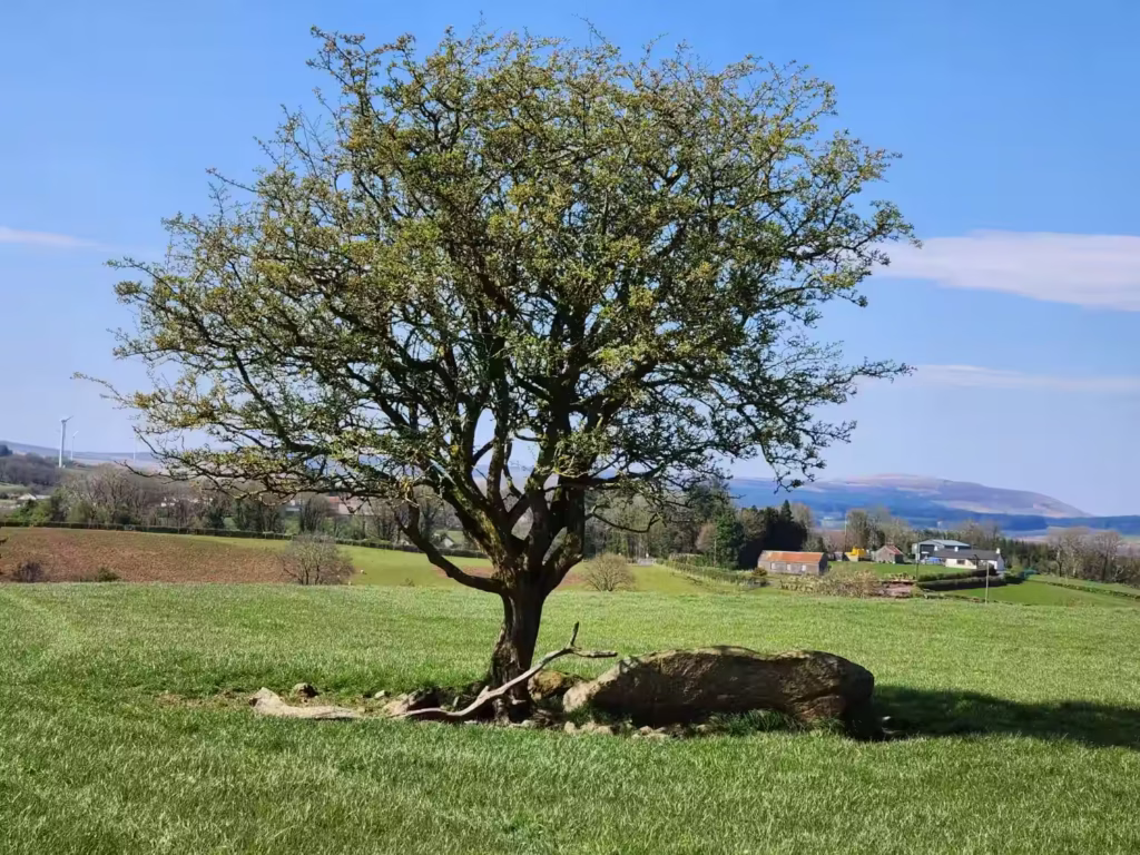 Hawthorn tree over the Giant's Grave at Slaghtaverty